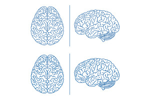 Human brain