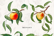 Vintage Peach Graphic Collection #03, an Object Graphic by Olga Begak Art & Design (Thumbnail 2 of 8)