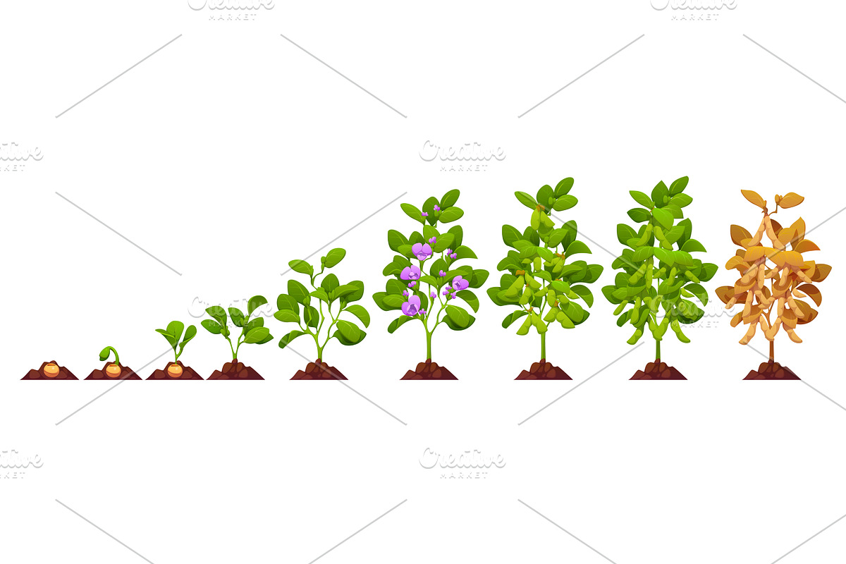 Soy plant growth stageы, an Object Illustration by Vector Tradition