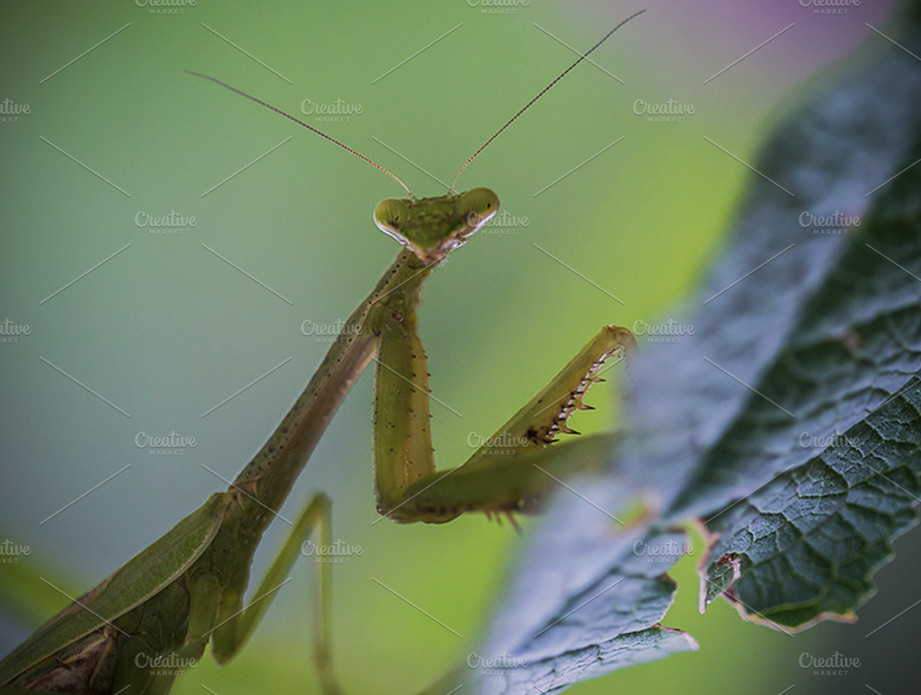 Praying Mantis Stock Picture