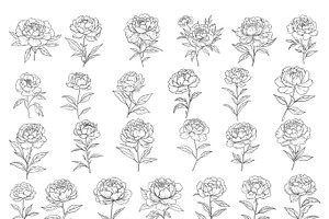 Peonies Flowers Procreate Stamps