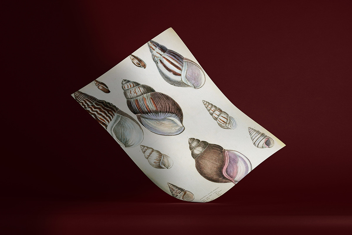 A Journal of Natural History, an Animal Illustration by Dene Studios (Photo 3 of 10)