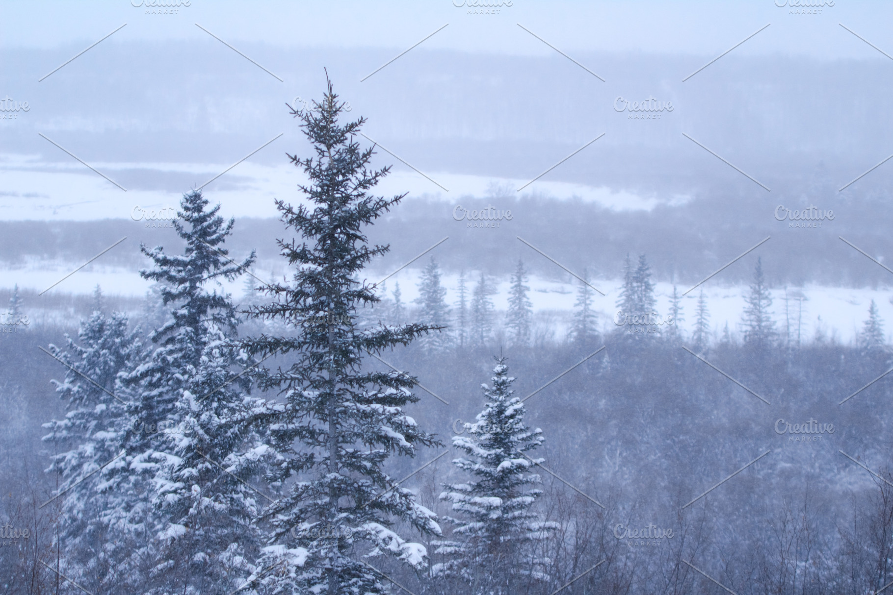 Peaceful Blue Winter Forest, a Nature Photo by Purple Pony Art