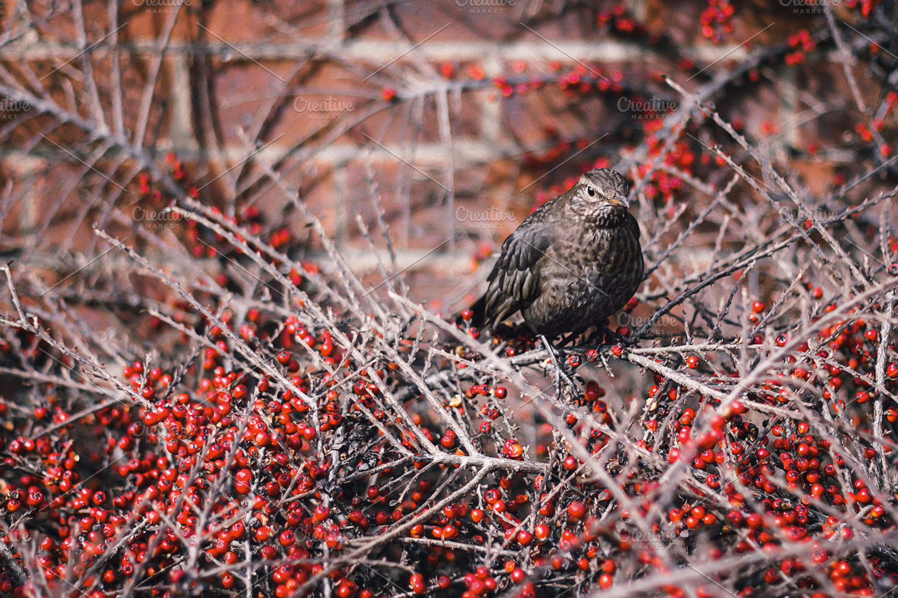 Bird in red, an Animal Photo by rostek