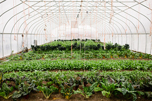 Beautiful Greenhouse