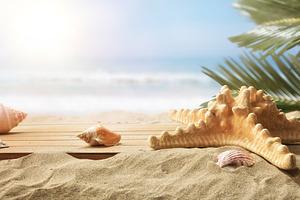 Starfish and Shells on Sunny Beach, a Holiday Photo by Davizro's Market
