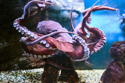 Beautiful sea world sea octopus stock photo containing octopus and underwater