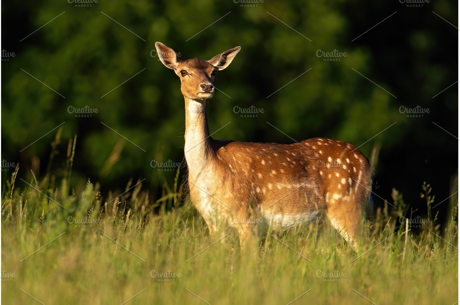 Fallow deer hind standing on meadow, an Animal Photo by WildMedia