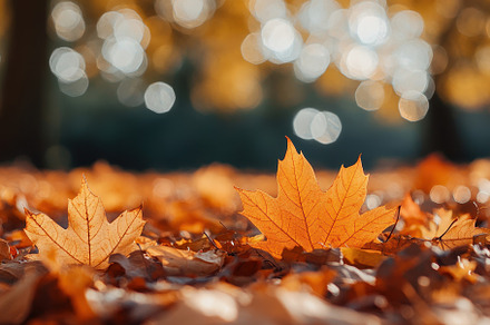 Fallen orange maple leaves, a Photo by Pavel_design