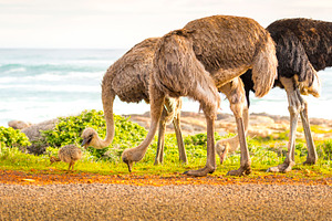 Ostrich Family, an Animal Photo by THP Creative