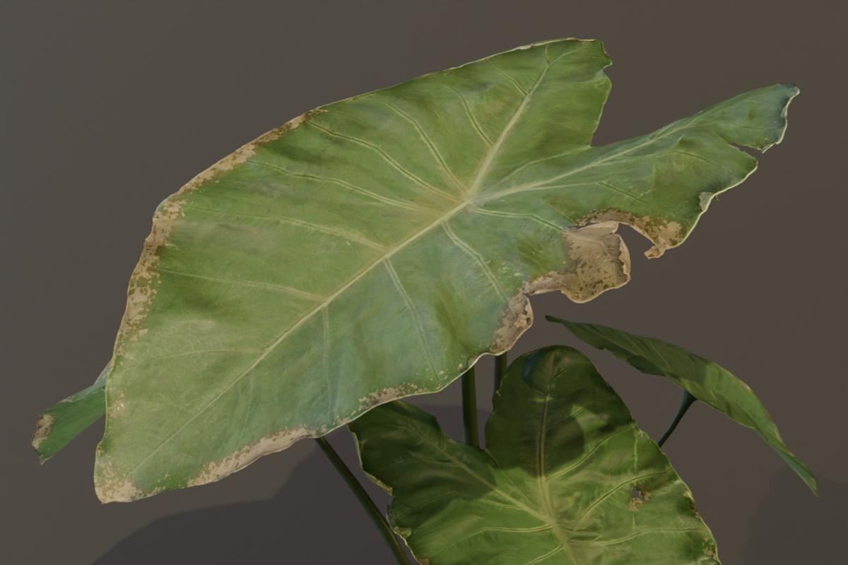 The BroadLeaf Taro Bush, a Plants & Tree 3D Model by FuturePastCreatives (Photo 2 of 19)