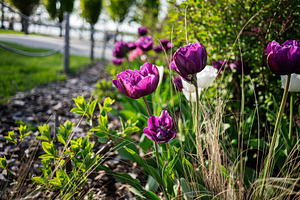 Vibrant purple and white tulips blooming in a lush park garden scene, a Photo by AS photostudio