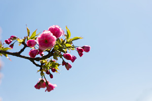 Close-up of a blooming cherry blossom branch with vivid pink flo, a Nature Photo by Ales Munt