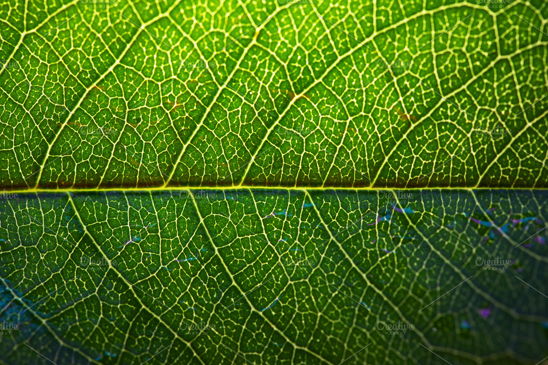 Macro shot of a vibrant green leaf showing detailed vein structu, a Nature Photo by Ales Munt