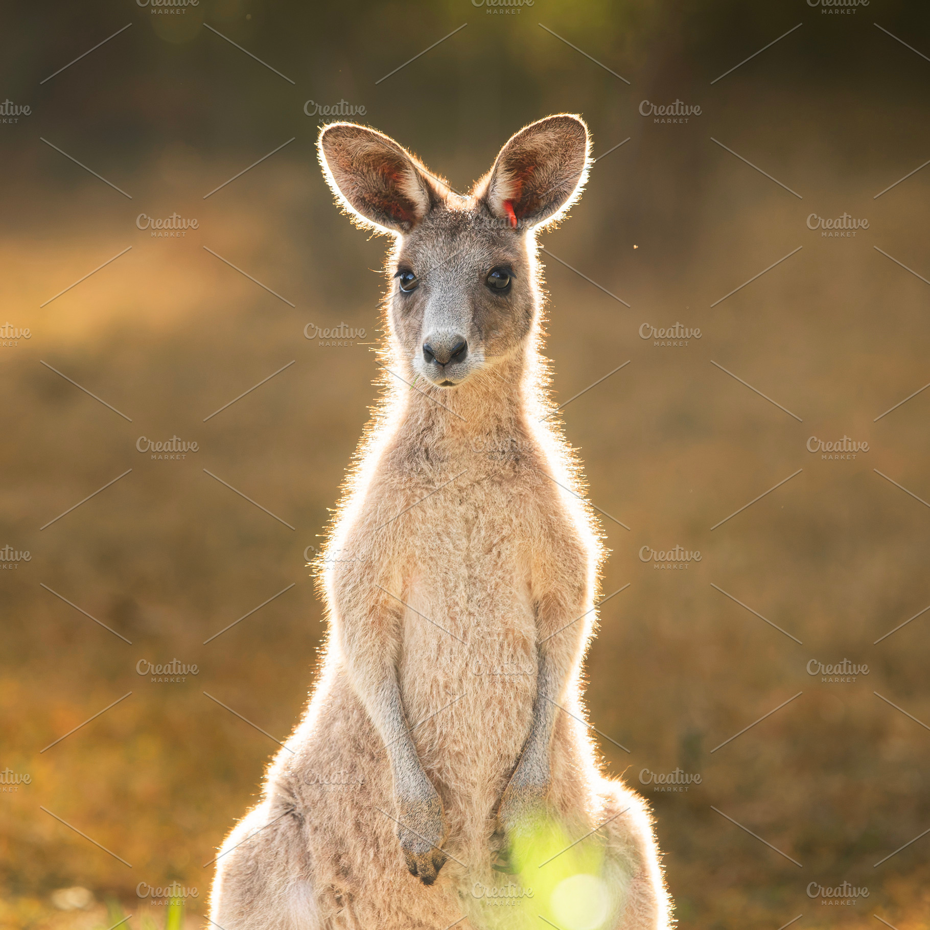 Eastern Grey Kangaroo, an Animal Photo by Rob D Animal Photography