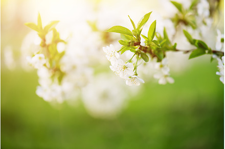Cherry flowers frame, a Nature Photo by Nature and travel