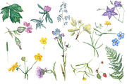 Watercolor grass and wildflowers, an Object Graphic by JuliaFast (Thumbnail 5 of 6)