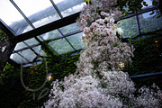 A Garden of Roses | Wedding, Events, a Nature Photo by Farewell (Thumbnail 8 of 41)