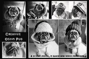 Creative Pug