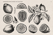 Citrus Fruit Vector Illustration Set, a Food Illustration by Yevheniia (Thumbnail 3 of 11)