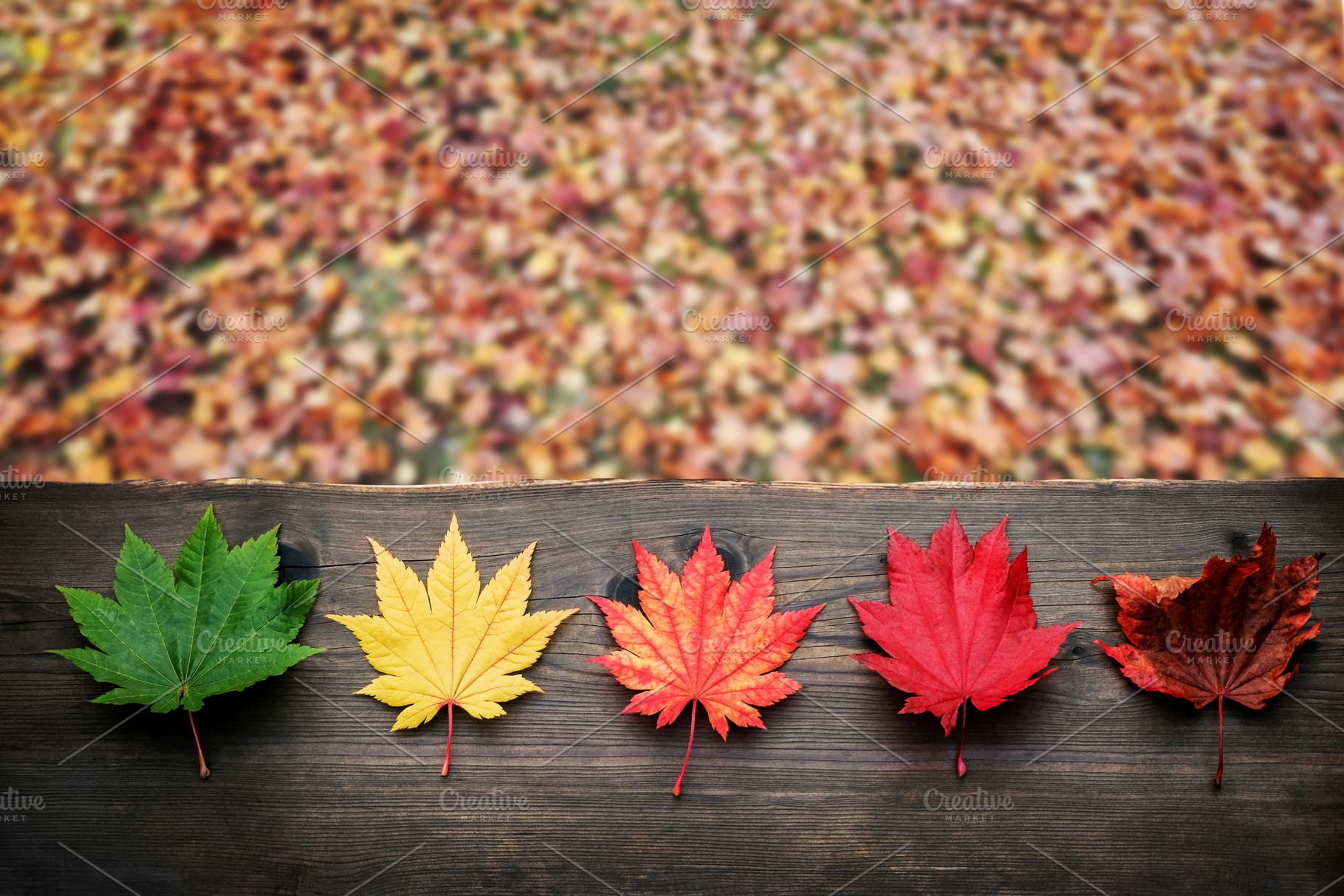 Maple leaves arranged from green to brown,representing change,, a Photo by salmon.black