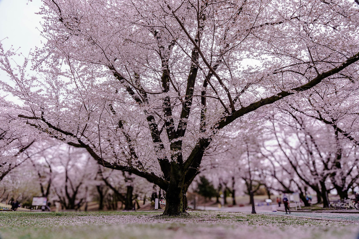 Cherry Blossom Photo Bundle – 5 High, a Nature Photo by Silent Nature (Photo 2 of 5)