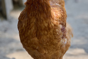 A brown chicken stands and looks straight at the camera on a far, an Animal Photo by ndanko