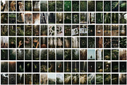 Forest Stock Photos | Moody Woodland, a Nature Photo by Tale.Haus (Thumbnail 16 of 20)