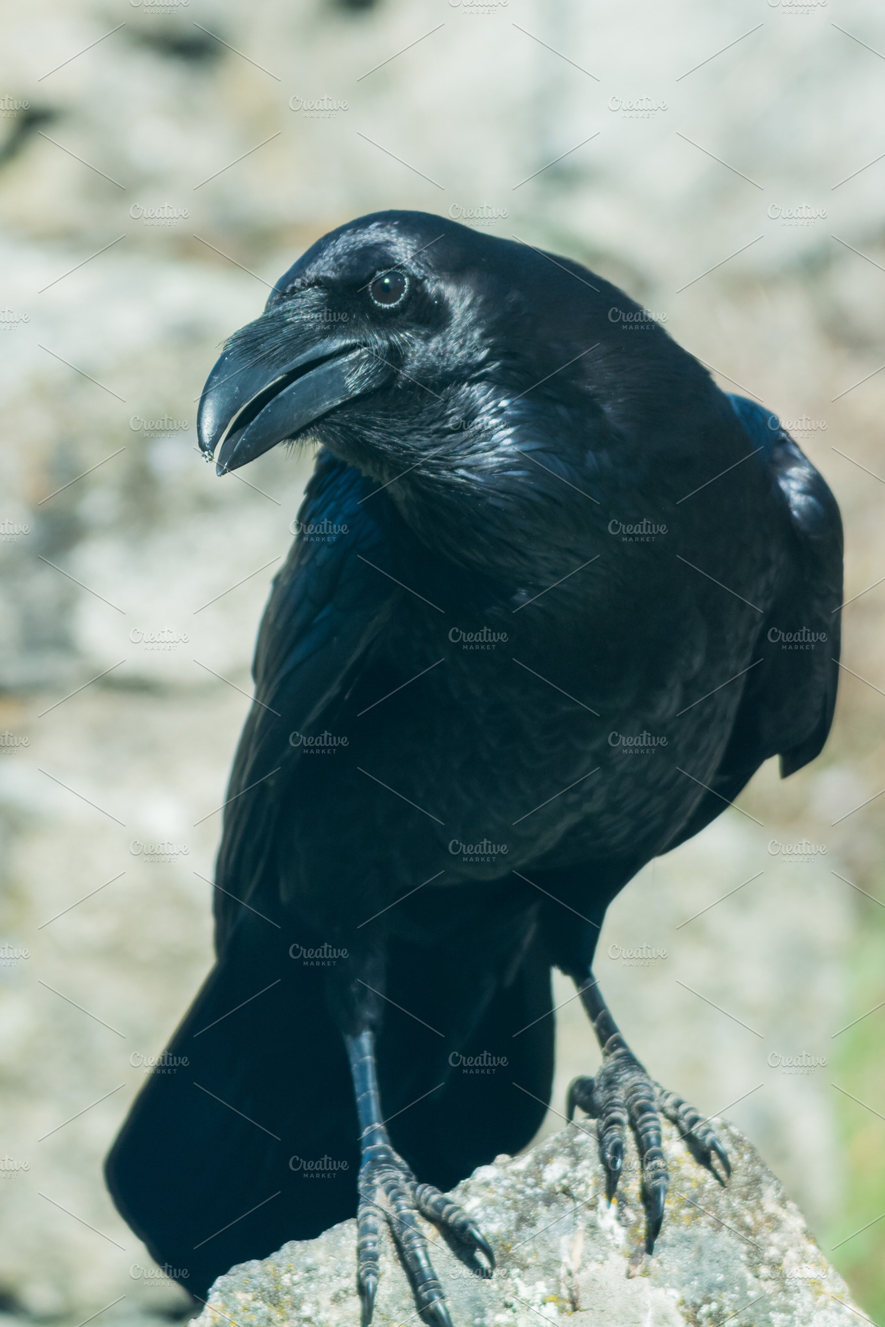 Corvus stock photo containing africa and alone