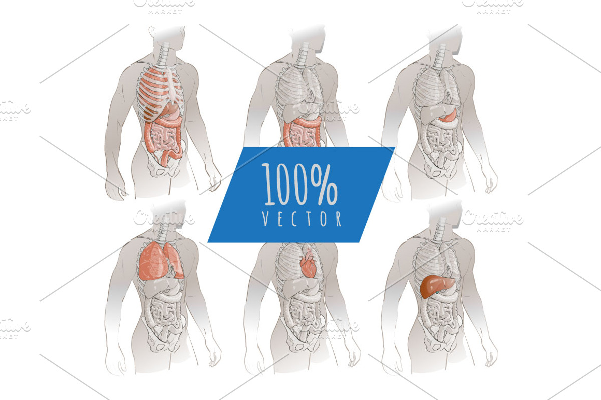 Systems Human Body Anatomy set, a Healthcare Illustration by Alltruecolours (Photo 5 of 5)