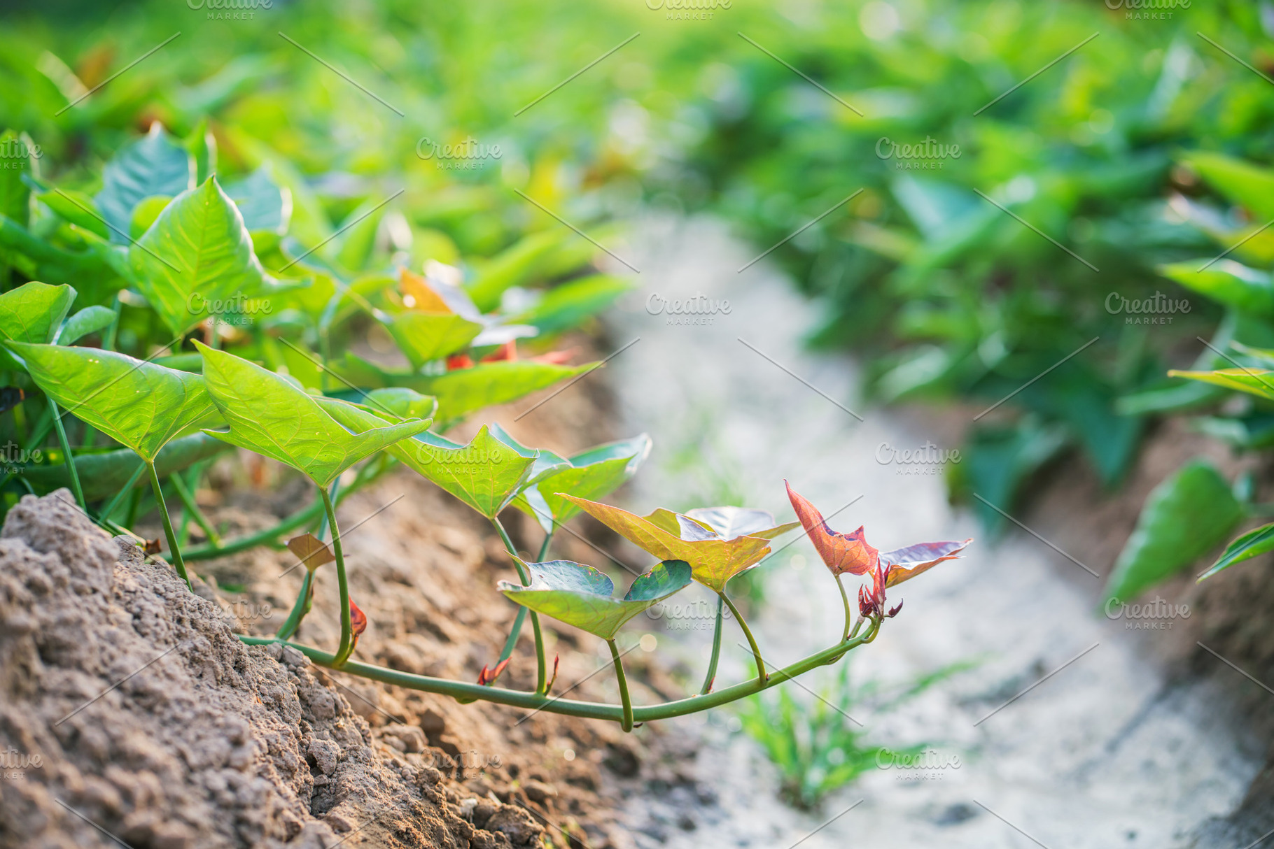 Sweet potato plant in farm., a Nature Photo by Nednapa