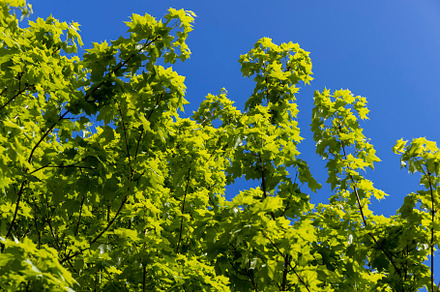 green young foliage of spring maples, a Photo by MyPhotos
