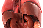 Human internal organs, a Characters & Person 3D Model by konstantin.ermolaev (Thumbnail 17 of 46)