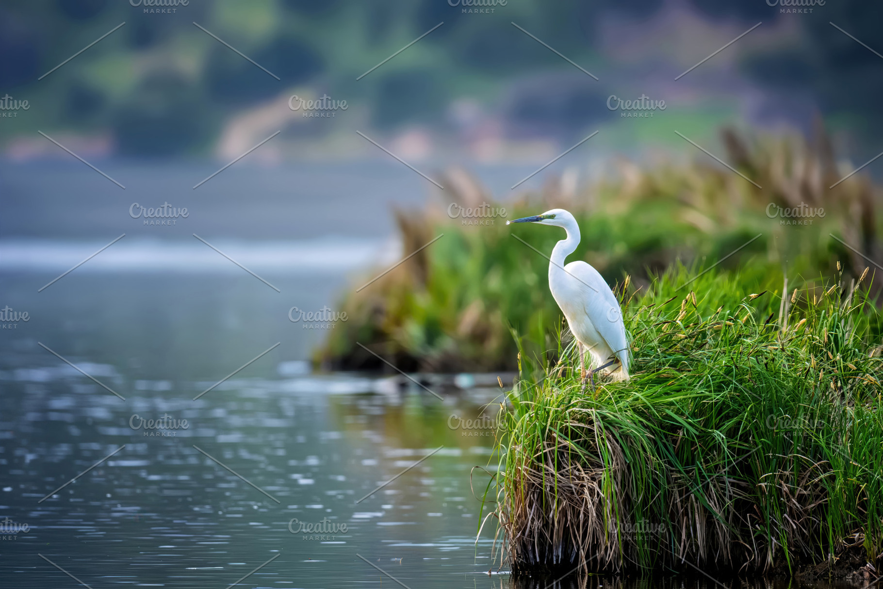 Great egret perching on grass tuft in wetland, an Animal Photo by Byrdyak