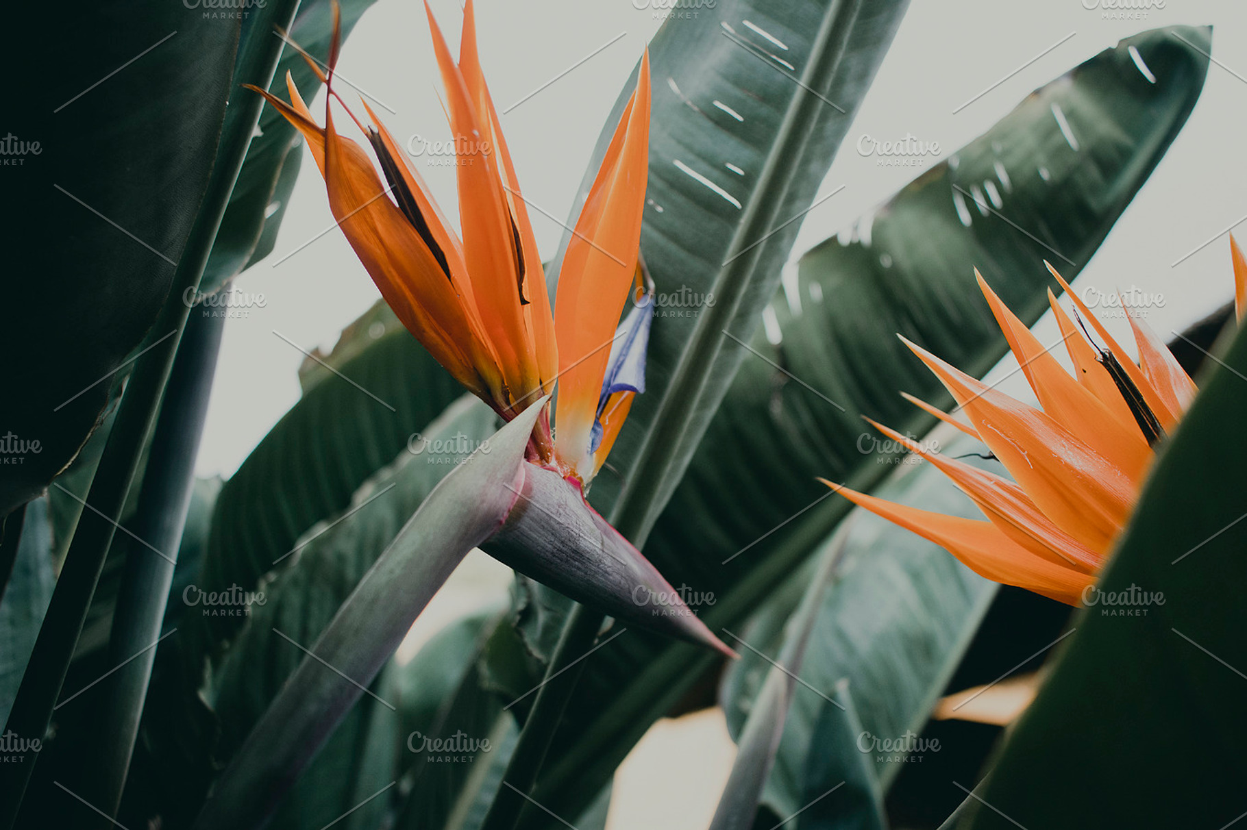 Tropical strelitzia flower stock photo containing bird of paradise and, a Nature Photo by René Jordaan Photography
