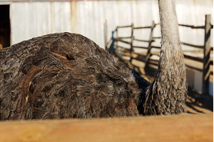 Ostrich standing in a farm enclosure, an Animal Photo by darksoul72