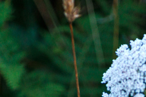 Wildflowers and Golden Ferns on the Camino de Santiago, Spain