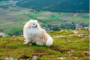 Fluffy Pomeranian dog sitting on a, an Animal Photo by Nature and travel