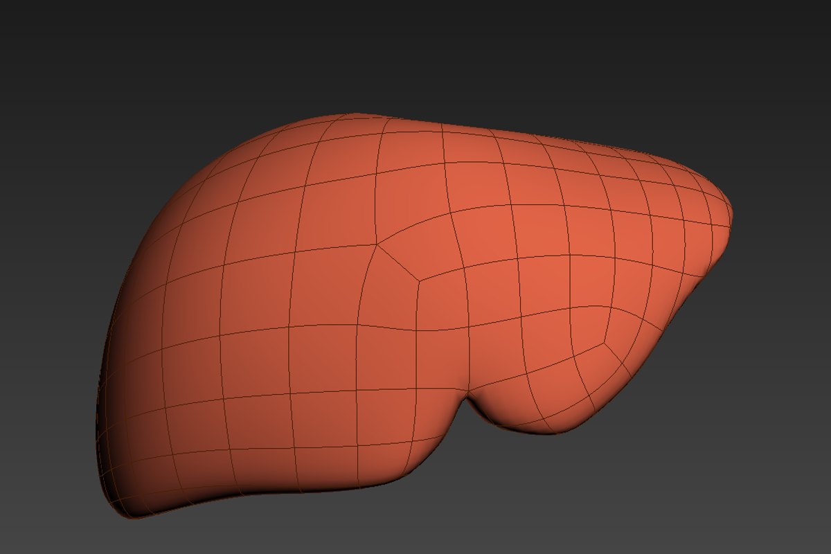 Human liver, a Characters & Person 3D Model by konstantin.ermolaev (Photo 4 of 6)