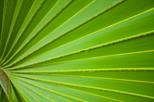 Background of leaves featuring abstract, backdrop, and background