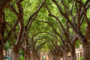 Serene tree-lined pathway in a tranquil park, a Nature Photo by AlyaAnd