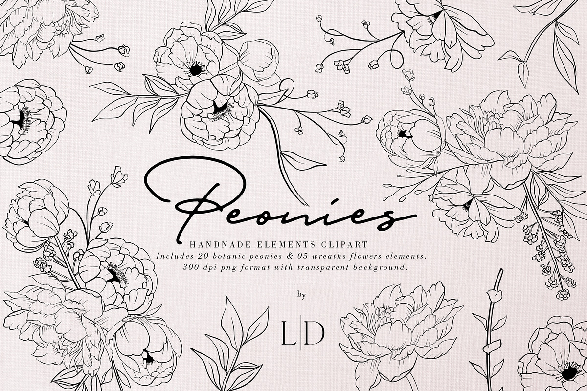 Peonies Hand Draw, an Illustration by Luiz da Rolt Grathwohl (Photo 1 of 8)