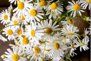 Fresh White Daisies Bouquet Closeup, a Nature Photo by Natasha Breen