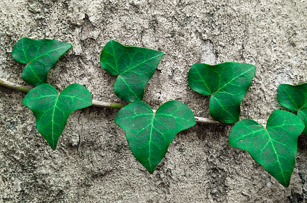 Vine on damaged wall, a Nature Photo by DanFLCreativo