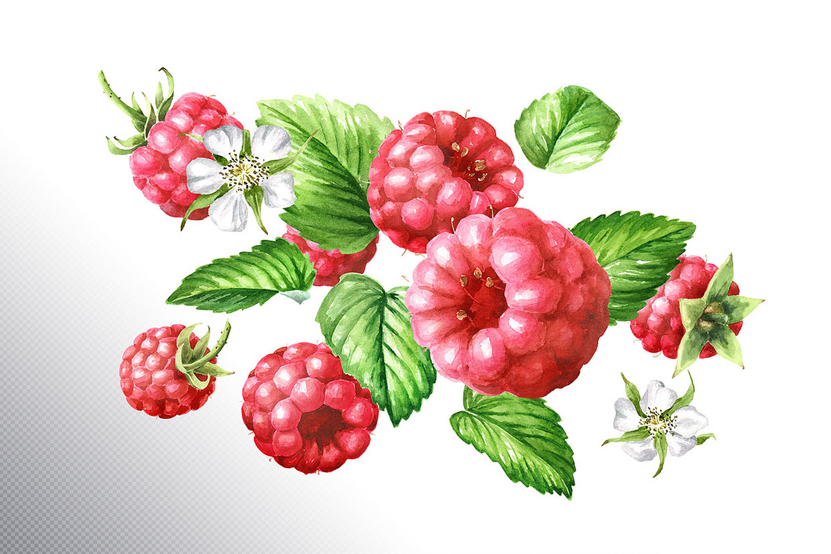 Summer Raspberries. Watercolor set, a Food Illustration by Daria Ustiugova (Photo 9 of 26)