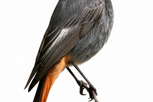 Black redstart perched on branch isolated on white background