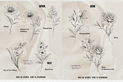 Birth flowers fine line (Half year), a Brush Add-On by CaraulanStore (Thumbnail 3 of 5)