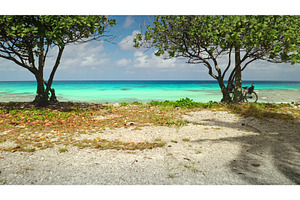 Bicycle resting under a tree on a, a Nature Photo by Goinyk