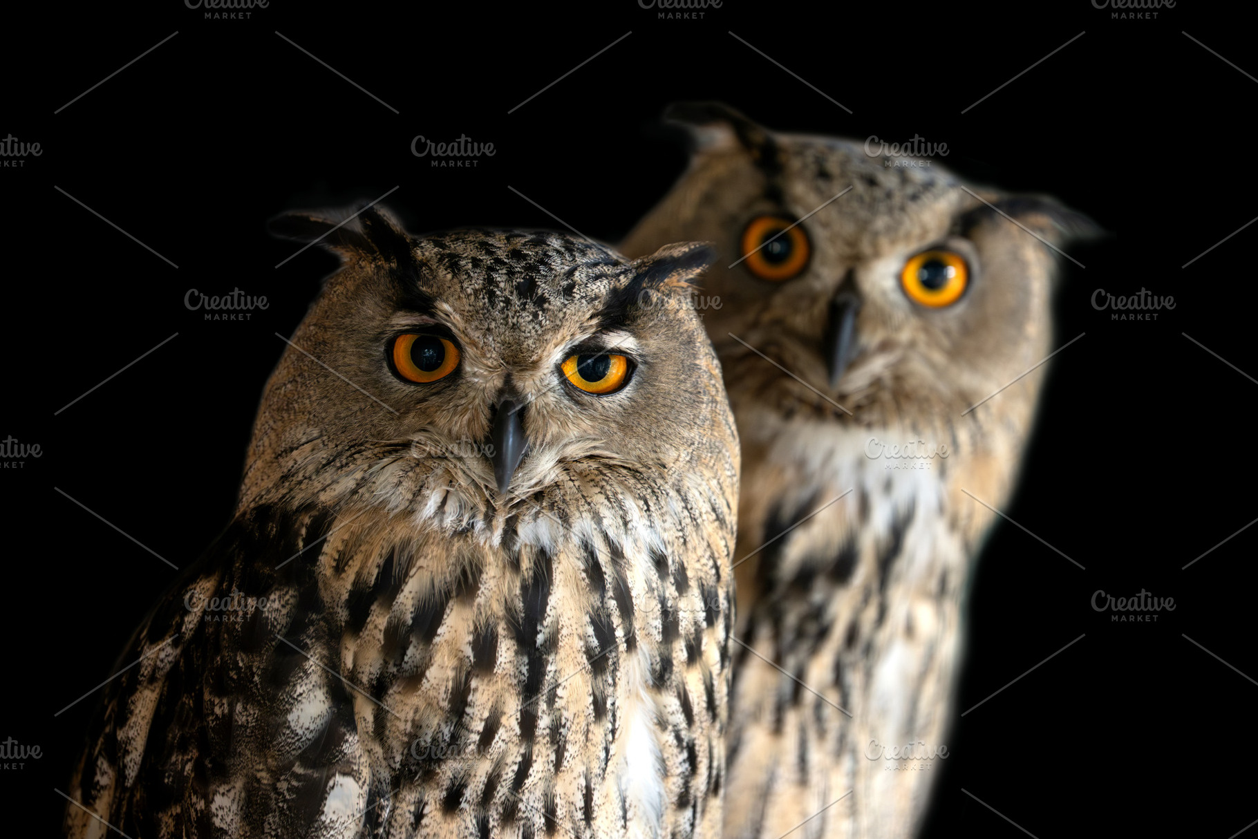 Owls standing together in a dark setting with bright eyes, an Animal Photo by Byrdyak