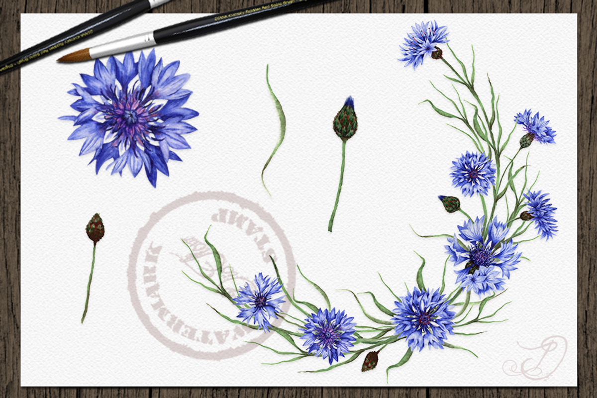 Cornflower illustration, an Illustration by DioFlow (Photo 3 of 5)